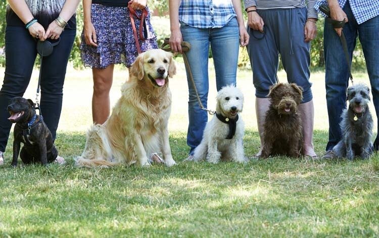 Group Training Classes for Dogs