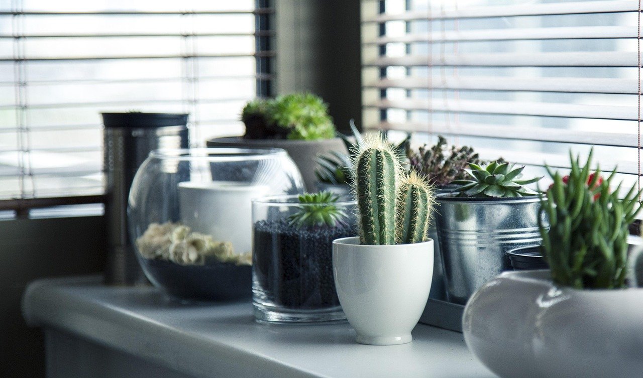 best indoor plants in Pakistan