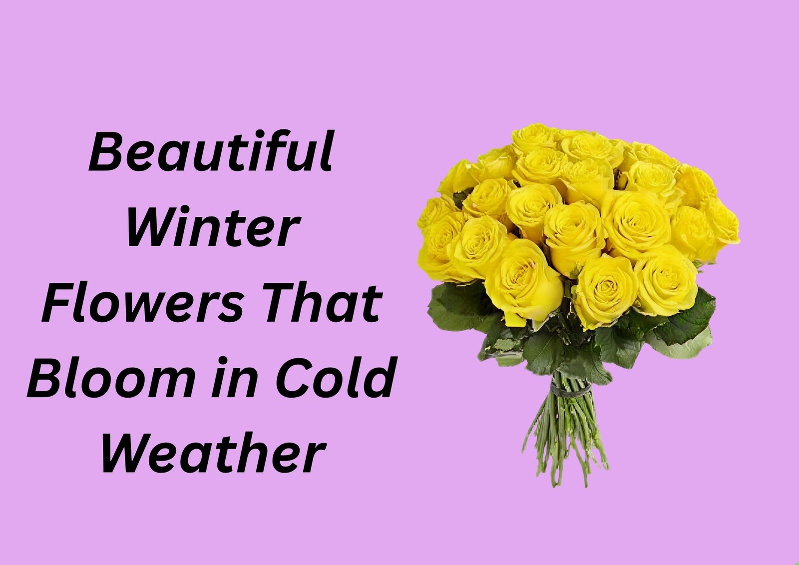 Beautiful Winter Flowers That Bloom in Cold Weather