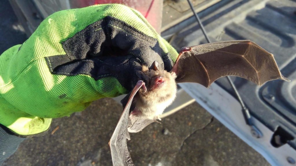bat removal