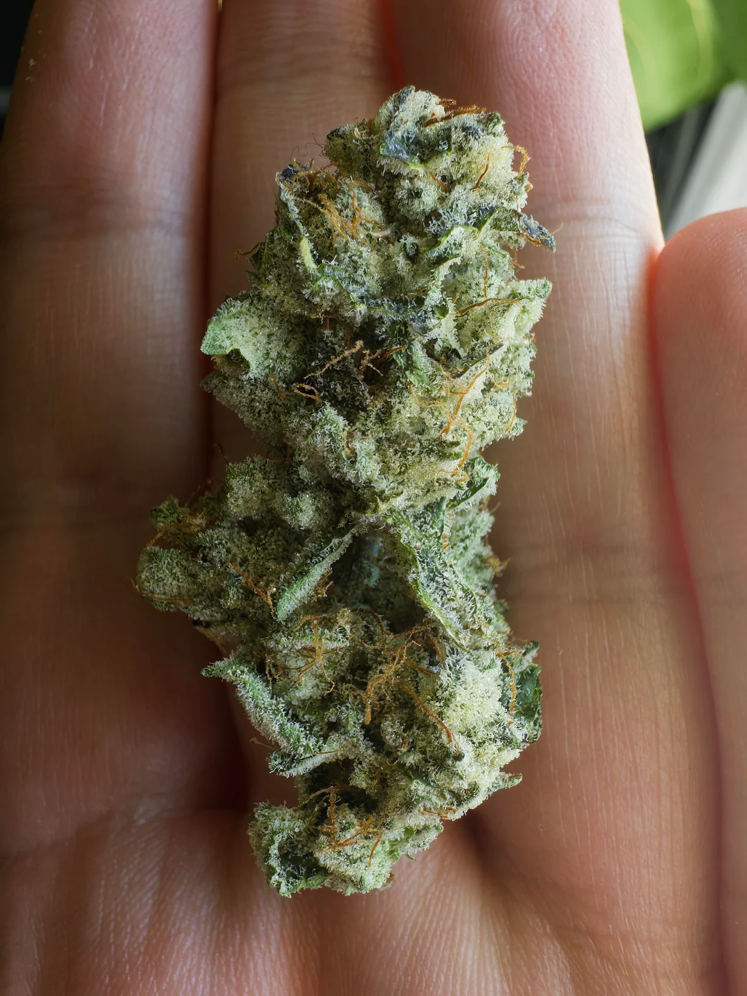 THCa Flower vs. Regular THC: What Makes It So Special?