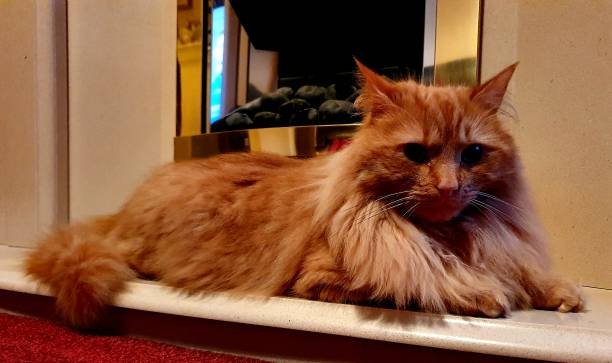 maine coon kittens for sale