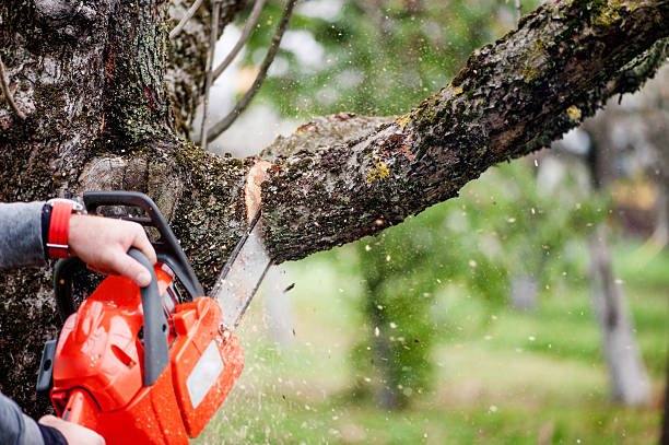 tree removal roseville
